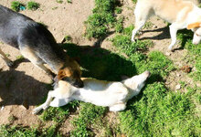 NILA, Hund, Mischlingshund in Bulgarien - Bild 17