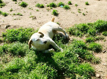 NILA, Hund, Mischlingshund in Bulgarien - Bild 18
