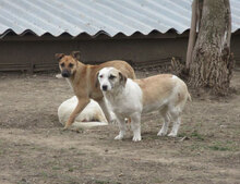 NILA, Hund, Mischlingshund in Bulgarien - Bild 2