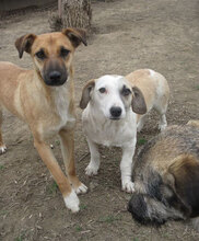 NILA, Hund, Mischlingshund in Bulgarien - Bild 3