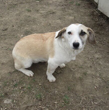 NILA, Hund, Mischlingshund in Bulgarien - Bild 4