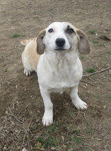 NILA, Hund, Mischlingshund in Bulgarien - Bild 5