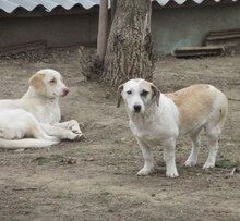 NILA, Hund, Mischlingshund in Bulgarien - Bild 6