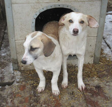 NILA, Hund, Mischlingshund in Bulgarien - Bild 7