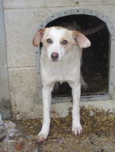 NALA, Hund, Mischlingshund in Bulgarien - Bild 10