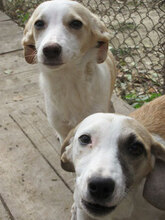 NALA, Hund, Mischlingshund in Bulgarien - Bild 11