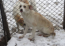 NALA, Hund, Mischlingshund in Bulgarien - Bild 4