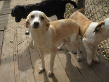 NALA, Hund, Mischlingshund in Bulgarien - Bild 5