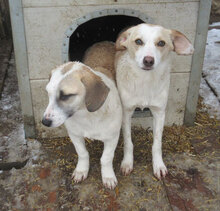 NALA, Hund, Mischlingshund in Bulgarien - Bild 7