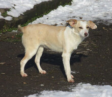 NALA, Hund, Mischlingshund in Karben - Bild 2