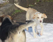 NALA, Hund, Mischlingshund in Karben - Bild 3