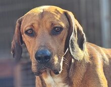 CARLOS, Hund, Mischlingshund in Kroatien - Bild 1