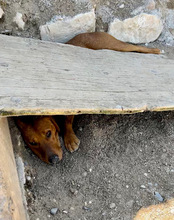 CARLOS, Hund, Mischlingshund in Kroatien - Bild 11