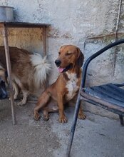 CARLOS, Hund, Mischlingshund in Kroatien - Bild 12