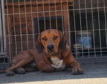 CARLOS, Hund, Mischlingshund in Kroatien - Bild 13