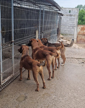 CARLOS, Hund, Mischlingshund in Kroatien - Bild 14