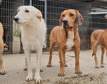 CARLOS, Hund, Mischlingshund in Kroatien - Bild 3