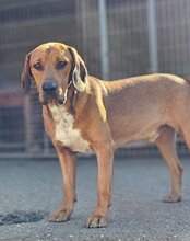 CARLOS, Hund, Mischlingshund in Kroatien - Bild 4