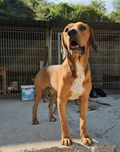 CARLOS, Hund, Mischlingshund in Kroatien - Bild 5