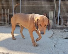 CARLOS, Hund, Mischlingshund in Kroatien - Bild 6