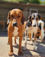 CARLOS, Hund, Mischlingshund in Kroatien - Bild 7