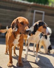 CARLOS, Hund, Mischlingshund in Kroatien - Bild 8