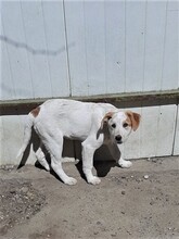 SAXI, Hund, Mischlingshund in Rumänien - Bild 1