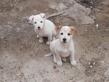 SAXI, Hund, Mischlingshund in Rumänien - Bild 10