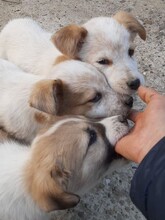 SAXI, Hund, Mischlingshund in Rumänien - Bild 11