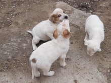 SAXI, Hund, Mischlingshund in Rumänien - Bild 12