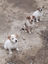 SAXI, Hund, Mischlingshund in Rumänien - Bild 13