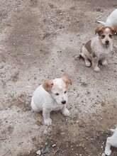 SAXI, Hund, Mischlingshund in Rumänien - Bild 15