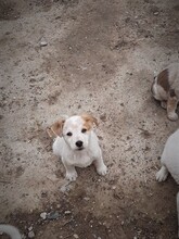 SAXI, Hund, Mischlingshund in Rumänien - Bild 16