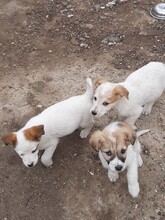 SAXI, Hund, Mischlingshund in Rumänien - Bild 17