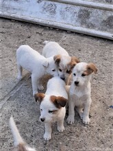 SAXI, Hund, Mischlingshund in Rumänien - Bild 18
