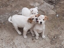 SAXI, Hund, Mischlingshund in Rumänien - Bild 19