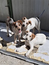 SAXI, Hund, Mischlingshund in Rumänien - Bild 2