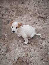 SAXI, Hund, Mischlingshund in Rumänien - Bild 22