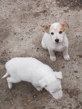 SAXI, Hund, Mischlingshund in Rumänien - Bild 23