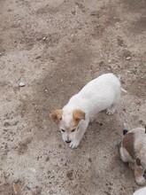 SAXI, Hund, Mischlingshund in Rumänien - Bild 24