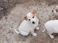 SAXI, Hund, Mischlingshund in Rumänien - Bild 25