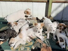 SAXI, Hund, Mischlingshund in Rumänien - Bild 26