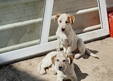 SAXI, Hund, Mischlingshund in Rumänien - Bild 4