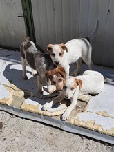 SAXI, Hund, Mischlingshund in Rumänien - Bild 5