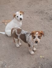 SAXI, Hund, Mischlingshund in Rumänien - Bild 8