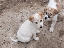 SAXI, Hund, Mischlingshund in Rumänien - Bild 9