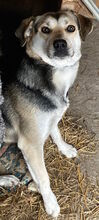 WILMA, Hund, Mischlingshund in Rumänien - Bild 2