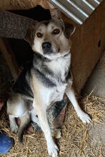 WILMA, Hund, Mischlingshund in Rumänien - Bild 4