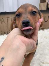 MEPHISTO, Hund, Mischlingshund in Rumänien - Bild 1