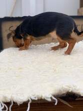 MEPHISTO, Hund, Mischlingshund in Rumänien - Bild 4